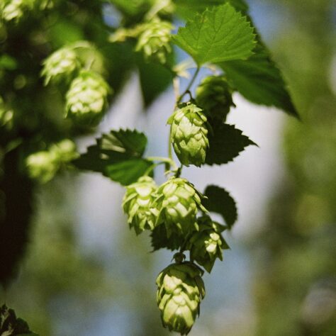 How is non-alcoholic beer different from malt beverages?