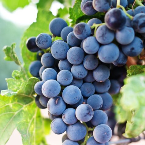 How is non-alcoholic wine made?