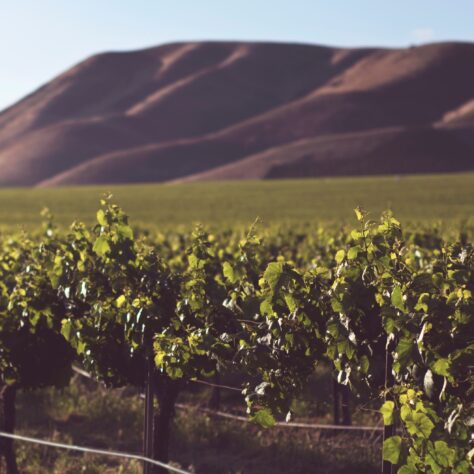 Terroir and non-alcoholic wine: exploring the influence of origin on flavour