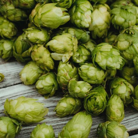 Dry hopping: What is it and how is it used in non-alcoholic beers?