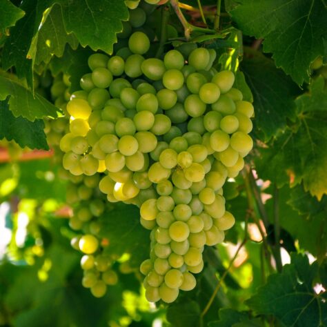 Non-alcoholic Chardonnay: 5 to try