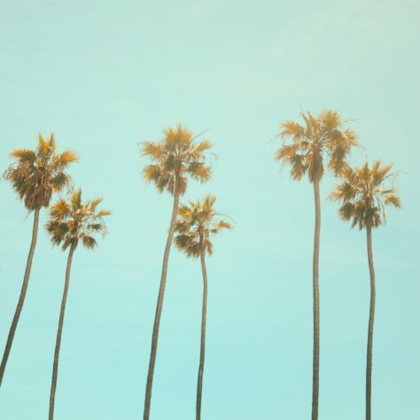 Californian non-alcoholic wines: 5 to try